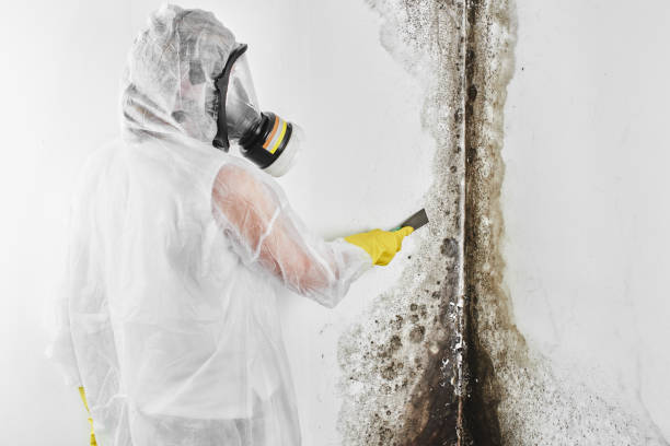 Best Best Mold Removal Companies  in Idyllwild Pine Cove, CA