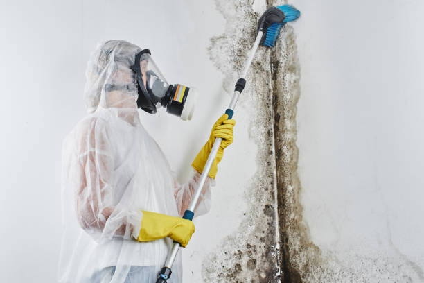 Best Office Mold Removal Services  in Idyllwild Pine Cove, CA