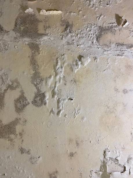 Best Office Mold Removal Services  in Idyllwild Pine Cove, CA