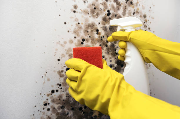 Best Professional Mold Removal  in Idyllwild Pine Cove, CA