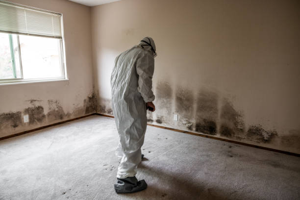 Best Certified Mold Removal  in Idyllwild Pine Cove, CA