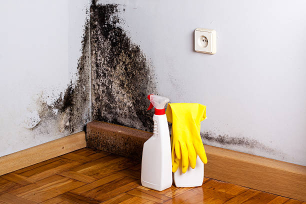 Idyllwild Pine Cove, CA Mold Removal Company