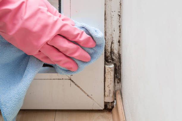 Best Mold Removal Company Near Me  in Idyllwild Pine Cove, CA