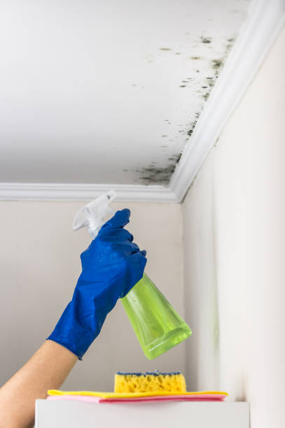 Idyllwild Pine Cove, CA Mold Removal Company