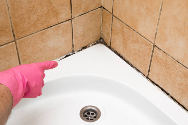 Best Toxic Mold Removal  in Idyllwild Pine Cove, CA